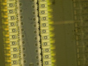 50X Lens Wafer Inspection