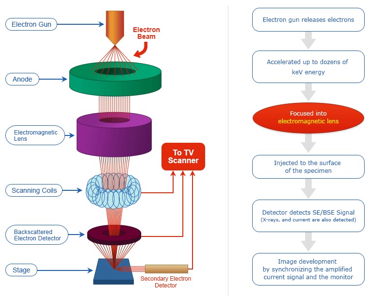 Schematic_of_Scanning_Electron_Microscope